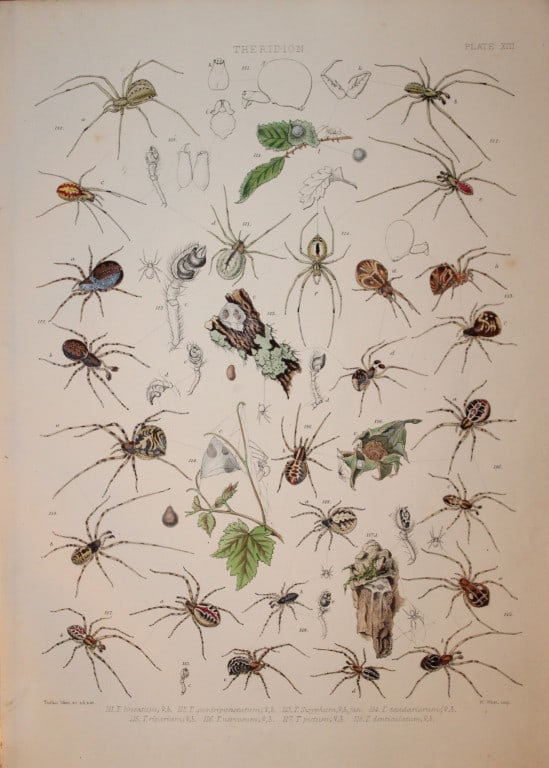 J Blackwall - Hand coloured lithograph of Spiders by Tuffen West 1864: This hand-coloured lithograph is from A History of the Spiders of Great Britain and Ireland by John Blackwall. First edition published for the Ray Society by Robert Hardwicke, Piccadilly London1864. J