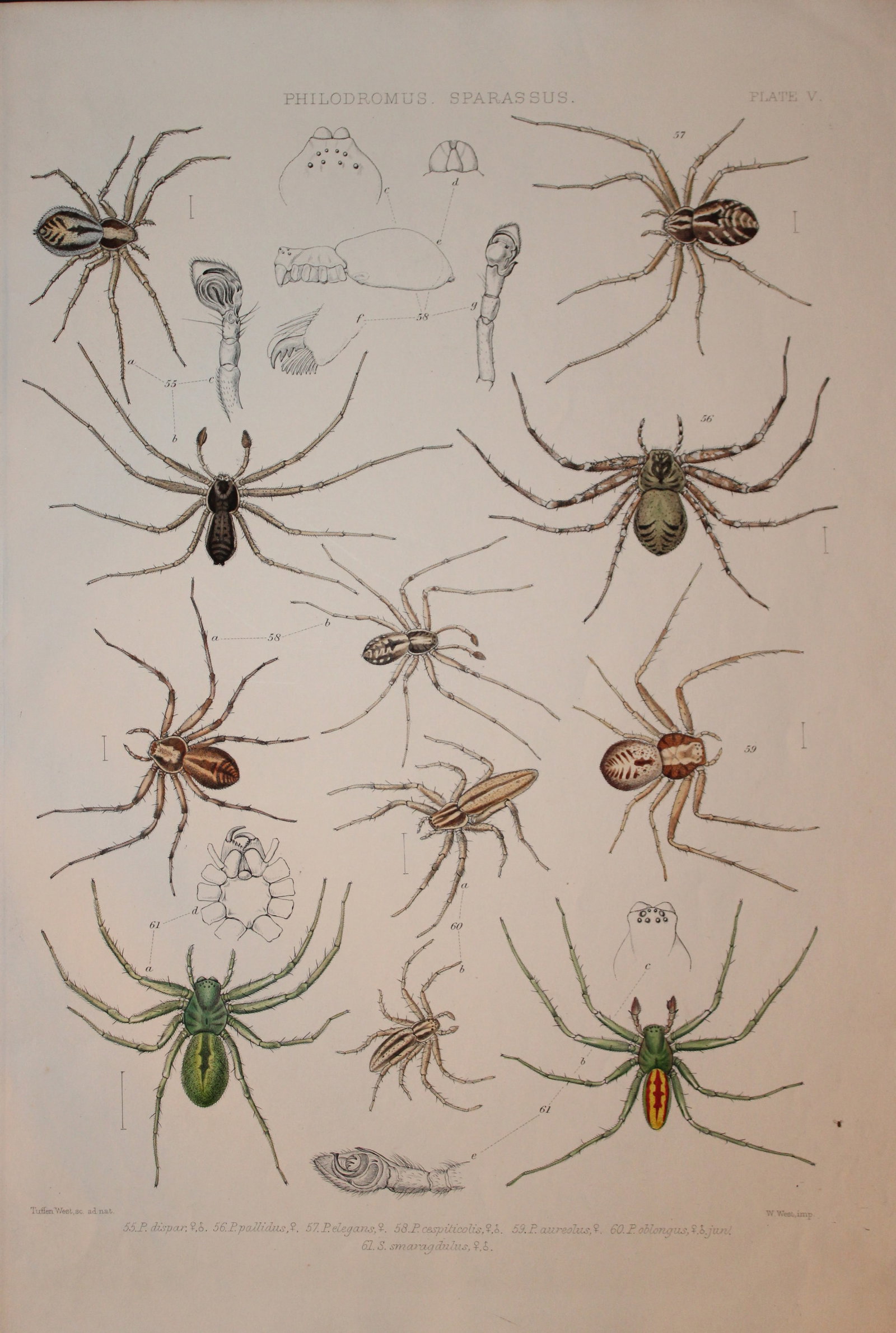 J Blackwall - Hand coloured lithograph of Spiders by Tuffen West 1864: This hand-coloured lithograph is from A History of the Spiders of Great Britain and Ireland by John Blackwall. First edition published for the Ray Society by Robert Hardwicke, Piccadilly London1864. J