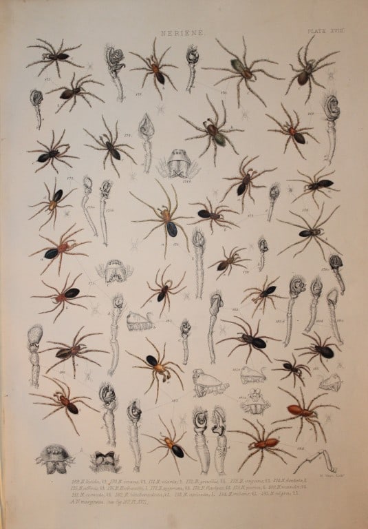 J Blackwall - Hand coloured lithograph of Spiders by Tuffen West 1864: This hand-coloured lithograph is from A History of the Spiders of Great Britain and Ireland by John Blackwall. First edition published for the Ray Society by Robert Hardwicke, Piccadilly London1864. J