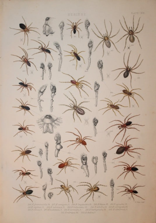 J Blackwall - Hand coloured lithograph of Spiders by Tuffen West 1864: This hand-coloured lithograph is from A History of the Spiders of Great Britain and Ireland by John Blackwall. First edition published for the Ray Society by Robert Hardwicke, Piccadilly London1864. J