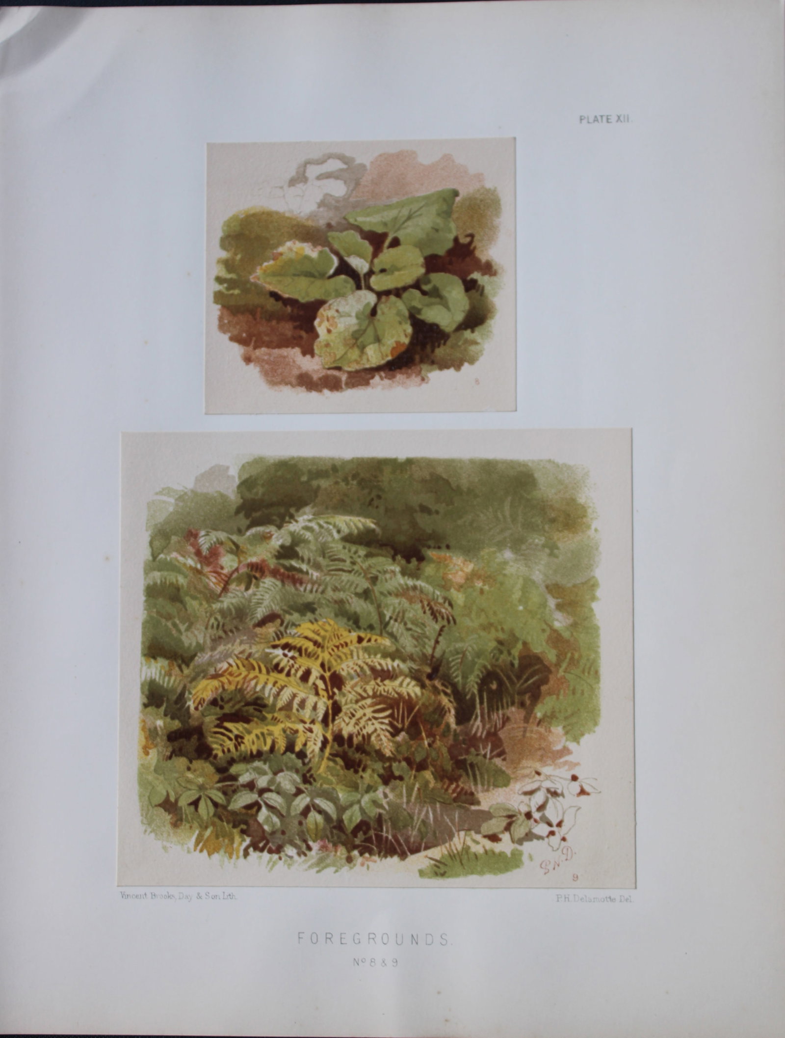 PH Delamotte - Chromolithograph of Foregrounds 1888 (1 of 2)