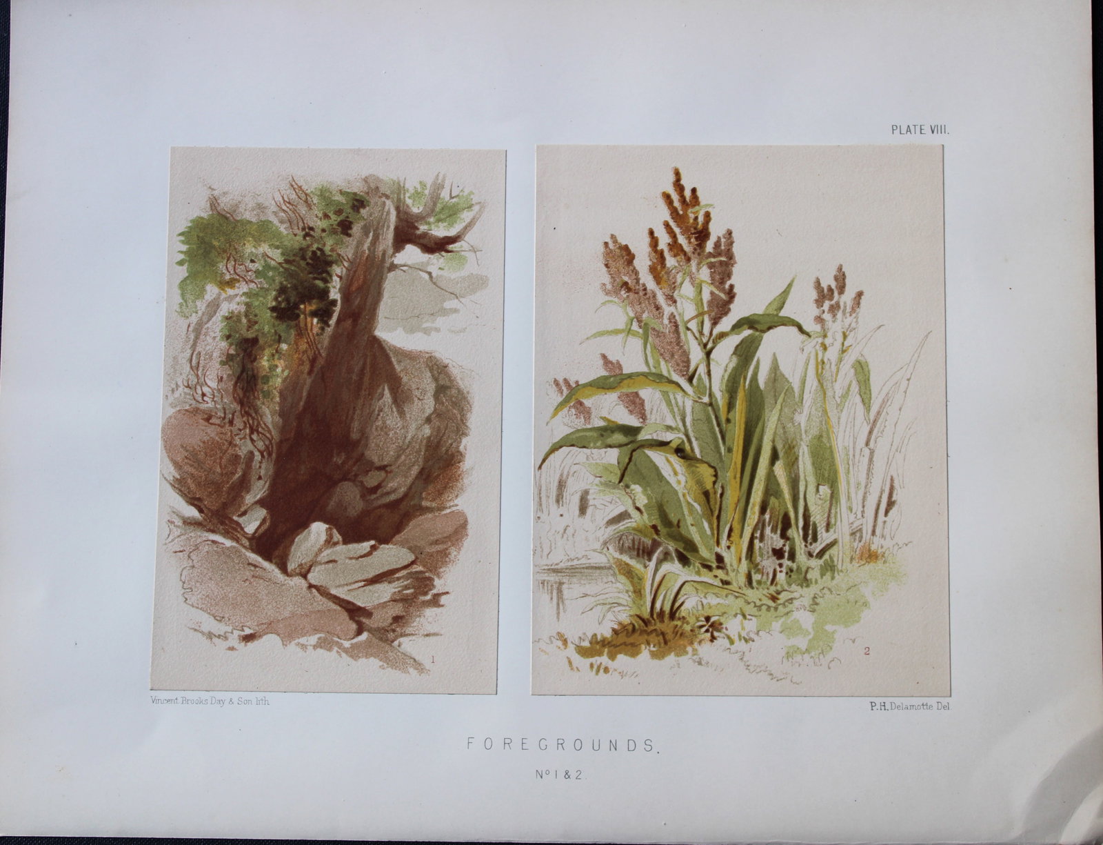PH Delamotte - Chromolithograph of Foregrounds 1888 (1 of 2)