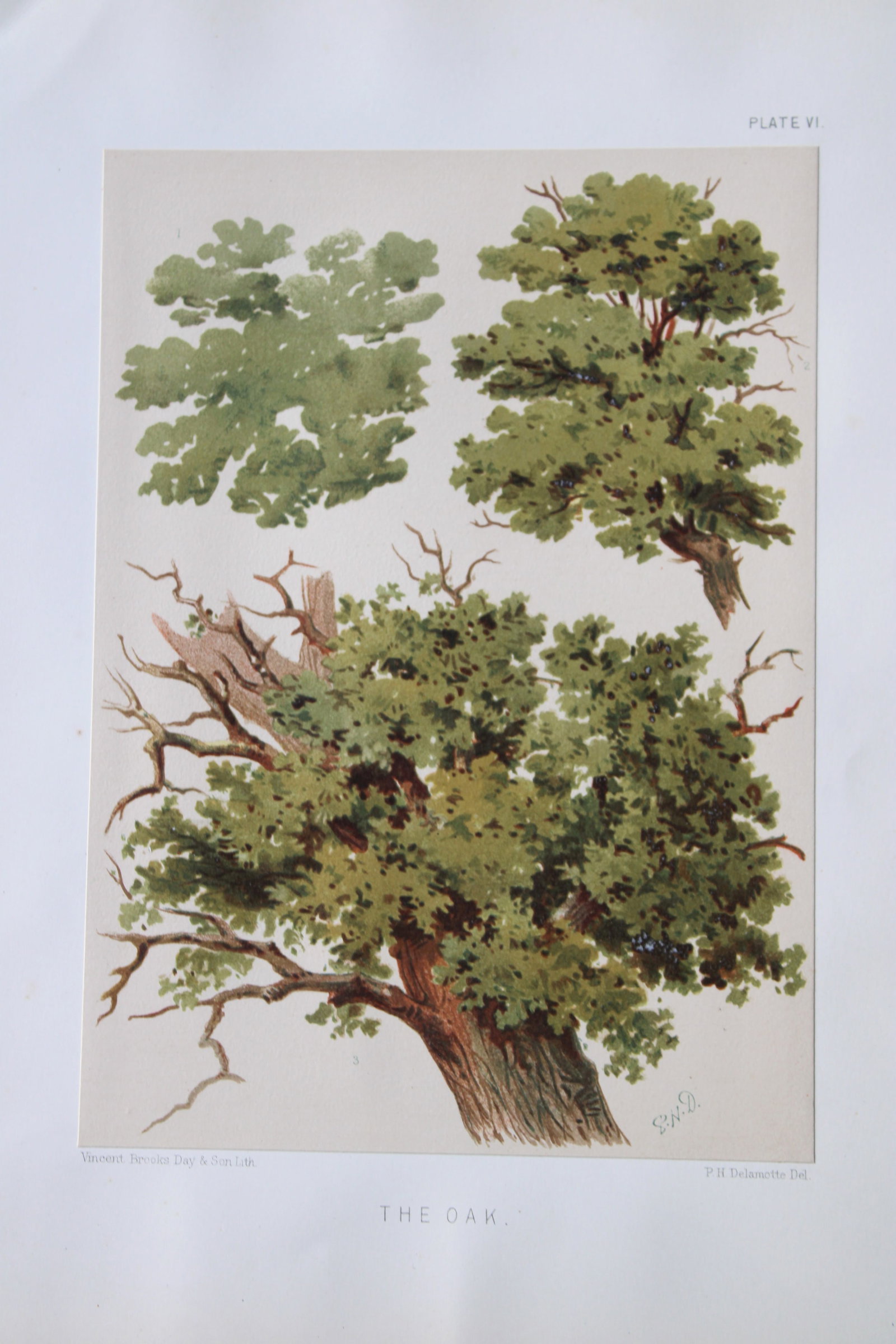 PH Delamotte - Chromolithograph of the Oak 1888 (1 of 2)