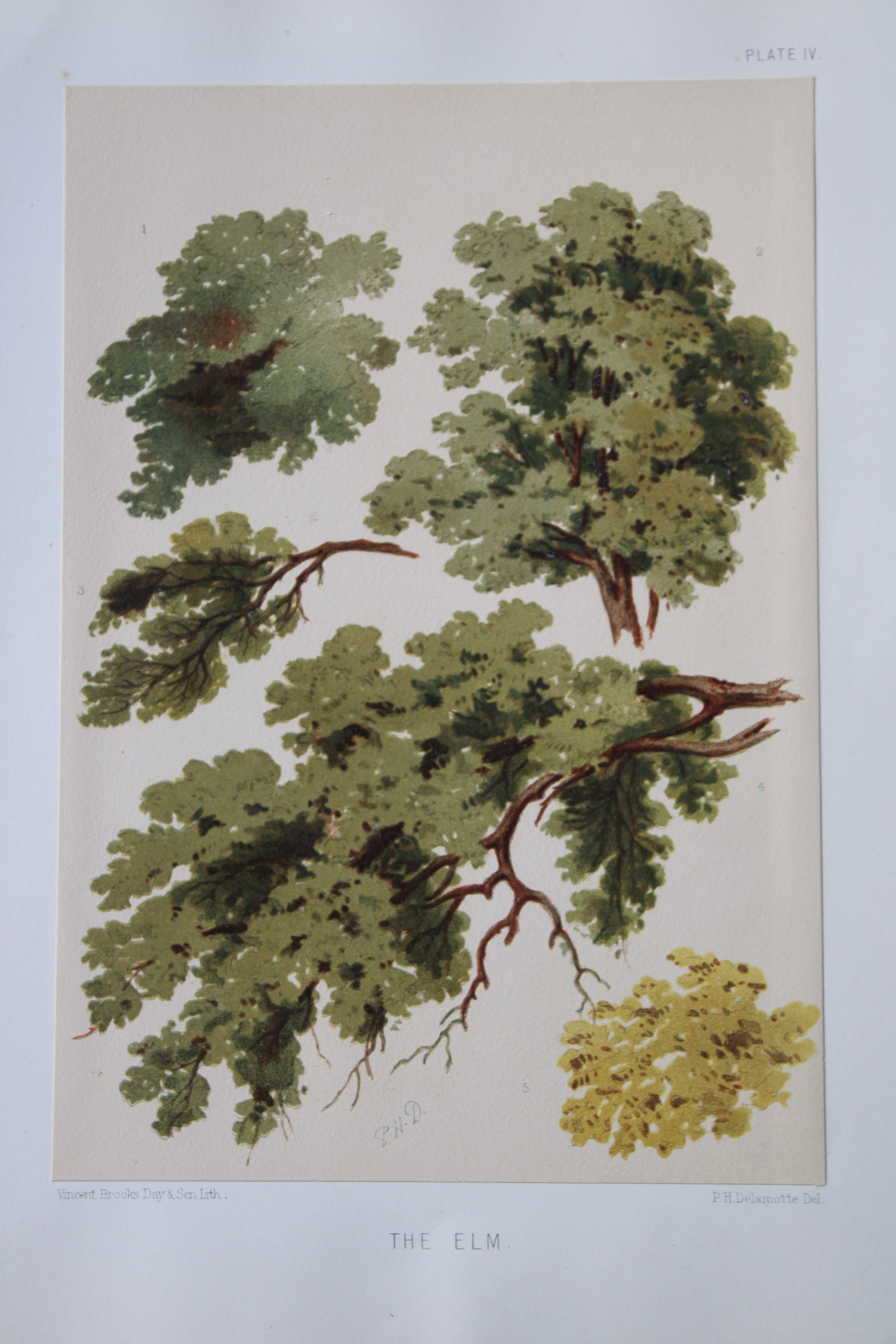 PH Delamotte - Chromolithograph of the Elm 1888 (1 of 2)