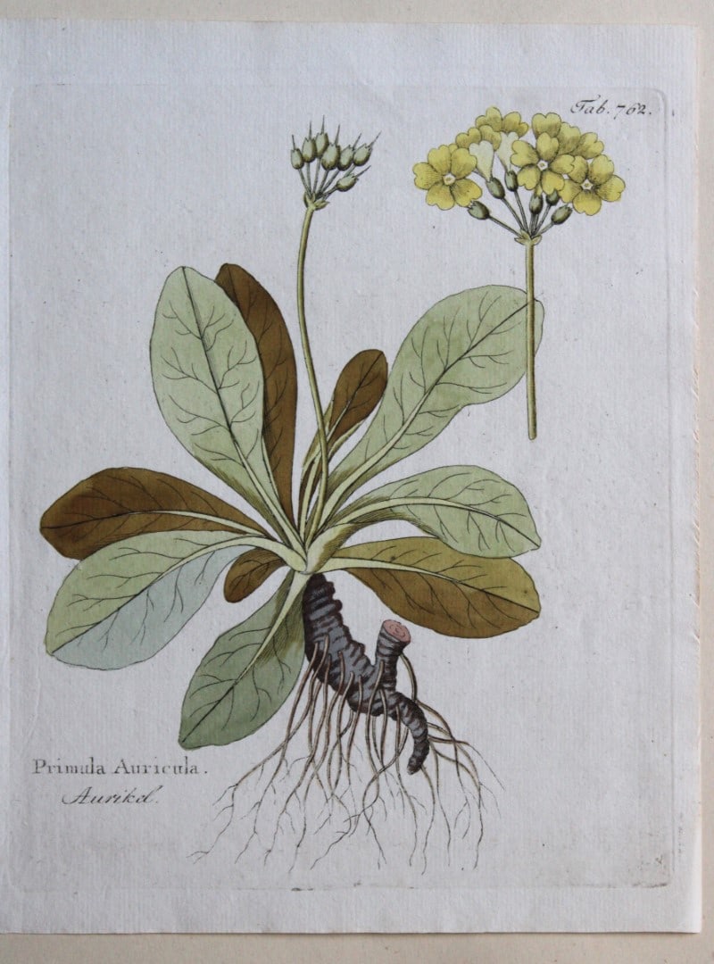 Ferdinand Vietz - Primula Auricula 1800-22 (1 of 1)