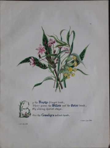 Jane E Giraud - Hand coloured print from Flowers of Shakespeare 1845: This original hand-coloured floral print is from The Flowers of Shakespeare by Jane Elizabeth Giraud, Published privately, Faversham, 1845. These prints are beautifully illustrated and are accompanied
