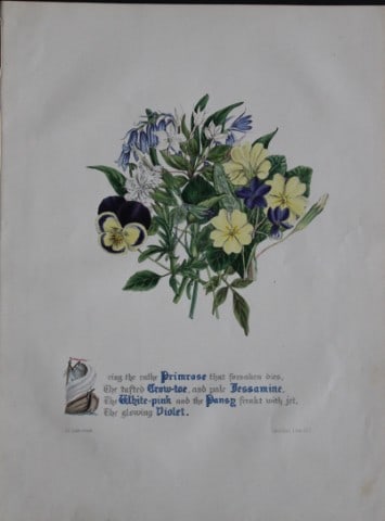 Jane E Giraud - Hand coloured print from Flowers of Shakespeare 1845: This original hand-coloured floral print is from The Flowers of Shakespeare by Jane Elizabeth Giraud, Published privately, Faversham, 1845. These prints are beautifully illustrated and are accompanied