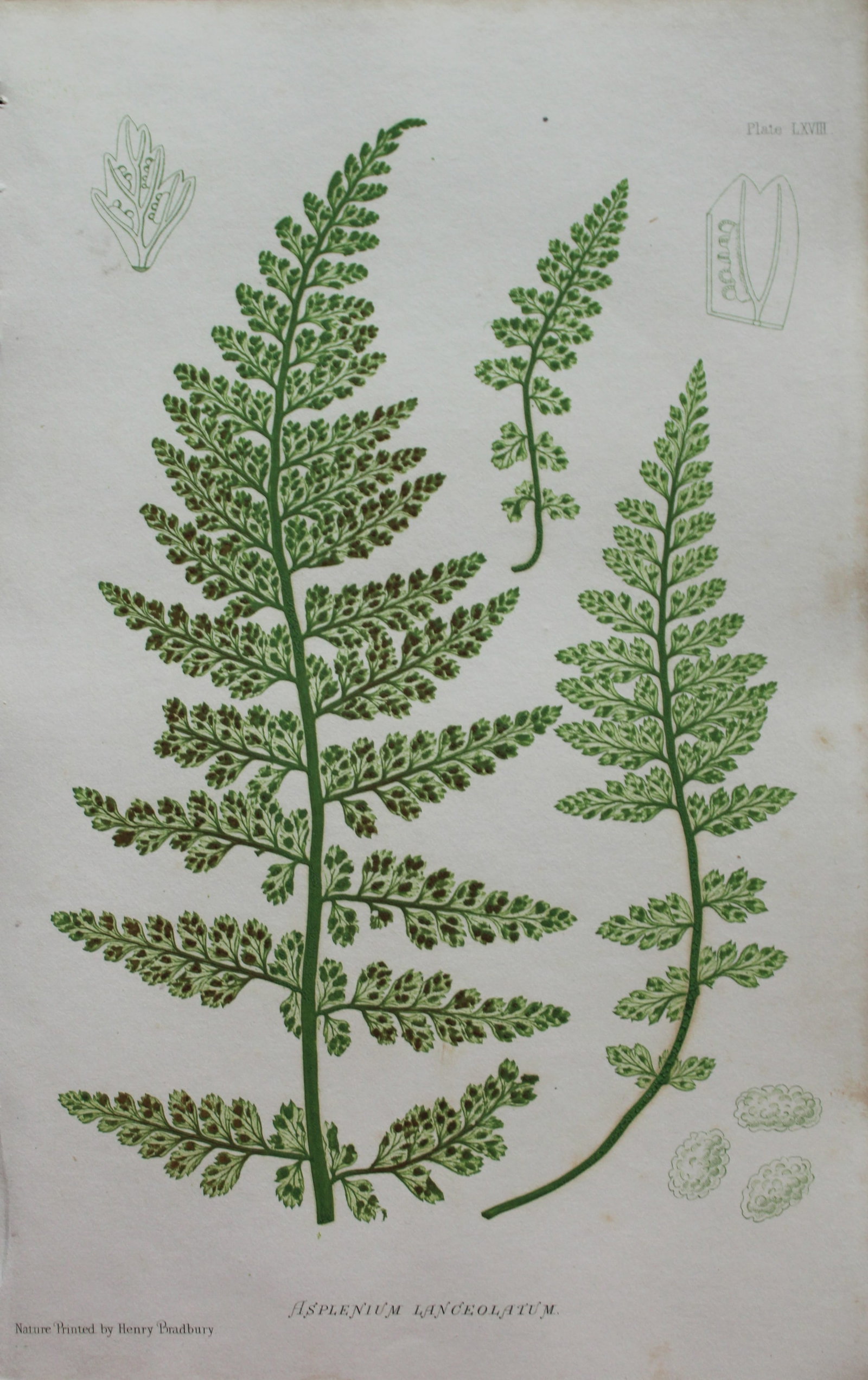 Thomas Moore - Nature-printed fern by Thomas Moore 1863: This print is from Nature-Printed British Ferns: Being Figures and Descriptions of the Species and Varieties of Ferns Found in the United Kingdom by Thomas Moore. Published by Bradbury & Evans, London
