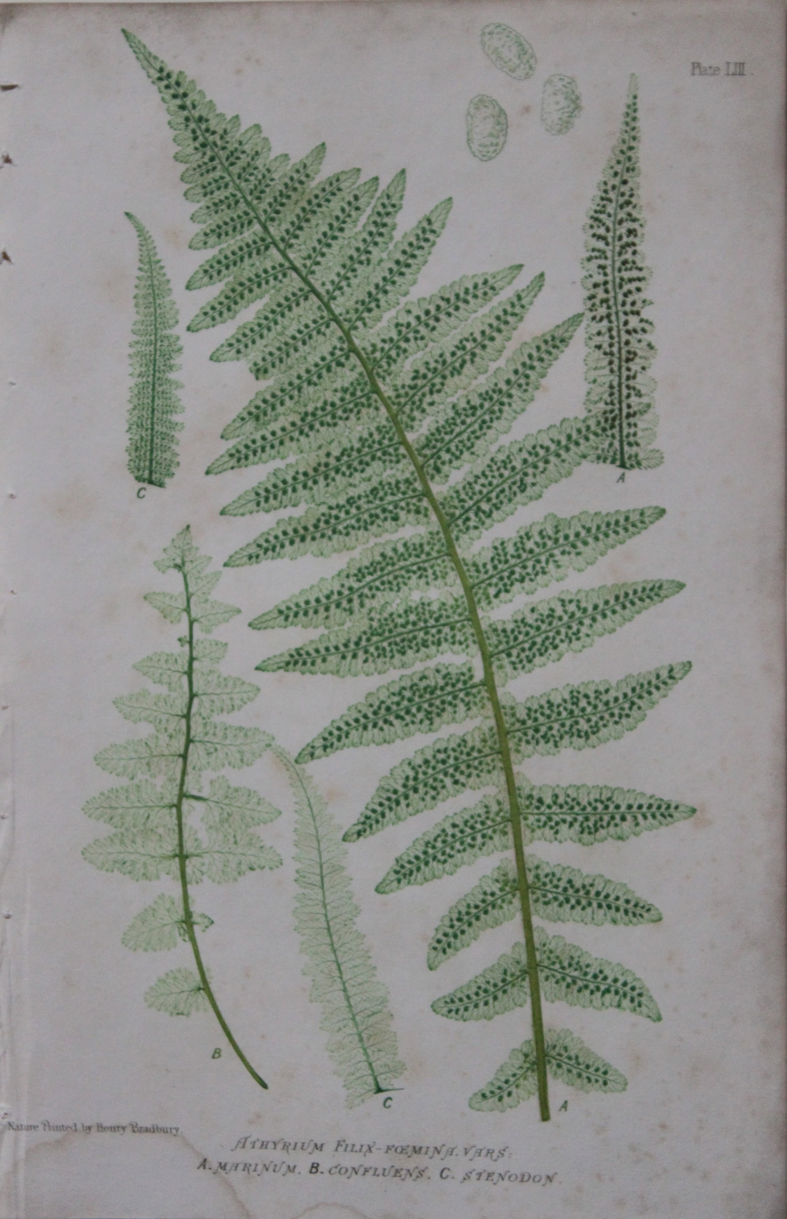 Thomas Moore - Nature-printed fern by Thomas Moore 1863: This print is from Nature-Printed British Ferns: Being Figures and Descriptions of the Species and Varieties of Ferns Found in the United Kingdom by Thomas Moore. Published by Bradbury & Evans, London