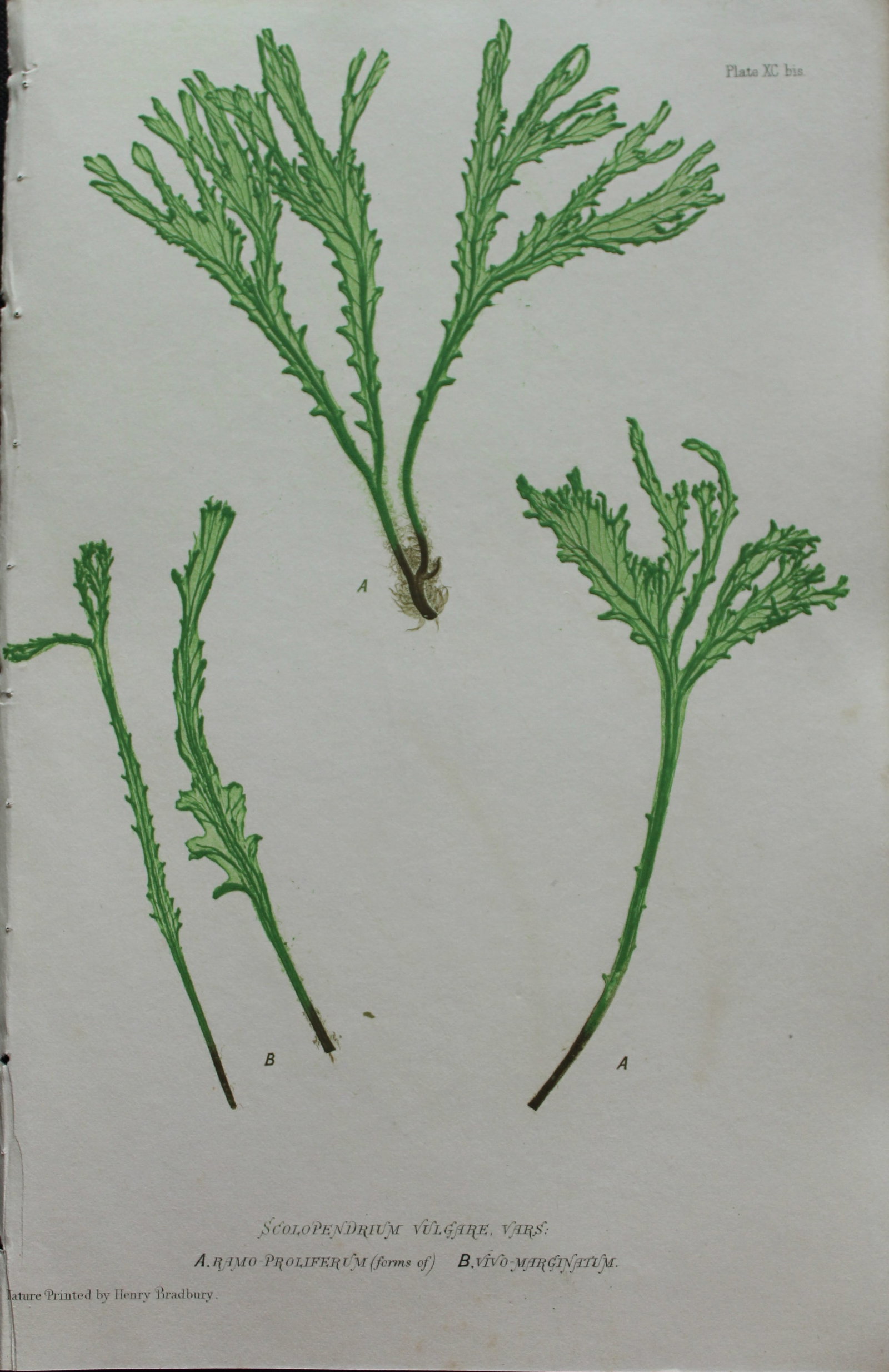 Thomas Moore - Nature-printed fern by Thomas Moore 1863: This print is from Nature-Printed British Ferns: Being Figures and Descriptions of the Species and Varieties of Ferns Found in the United Kingdom by Thomas Moore. Published by Bradbury & Evans, London
