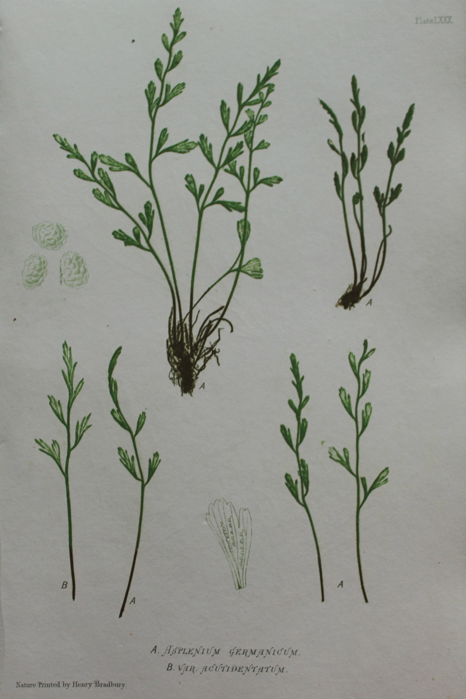 Thomas Moore - Nature-printed fern by Thomas Moore 1863: This print is from Nature-Printed British Ferns: Being Figures and Descriptions of the Species and Varieties of Ferns Found in the United Kingdom by Thomas Moore. Published by Bradbury & Evans, London