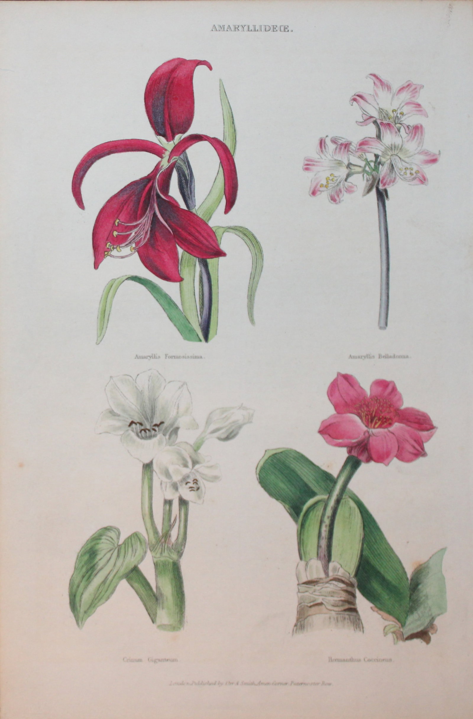 Charles Partington - Hand coloured engraving of Amaryllis 1835: This hand-coloured steel engraving is from The British Cyclop?dia of Natural History combining a scientific classification of animals, plants and minerals; with a popular view of their habits, economy