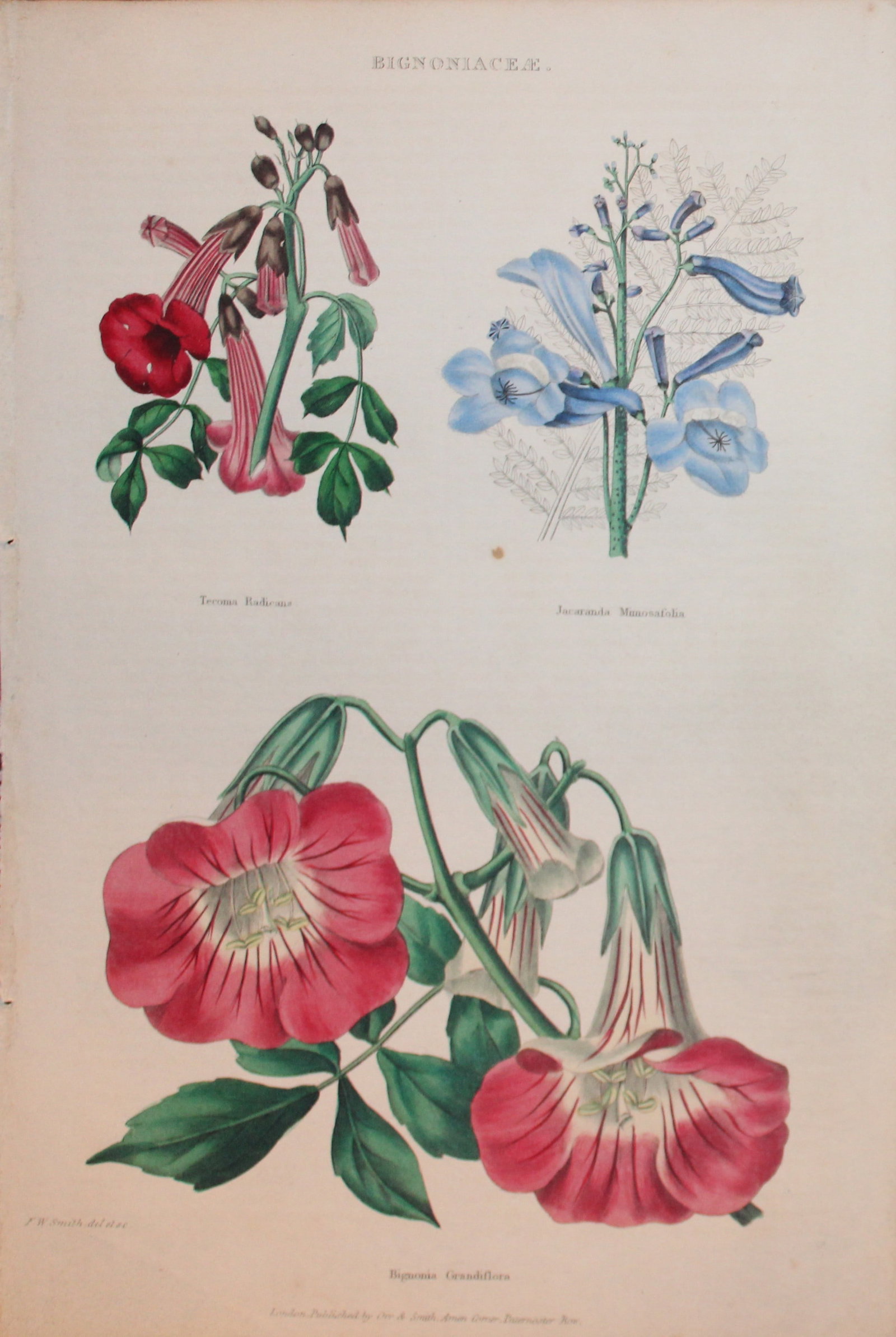 Charles Partington - Hand coloured engraving of Begonias 1835: This hand-coloured steel engraving is from The British Cyclop?dia of Natural History combining a scientific classification of animals, plants and minerals; with a popular view of their habits, economy