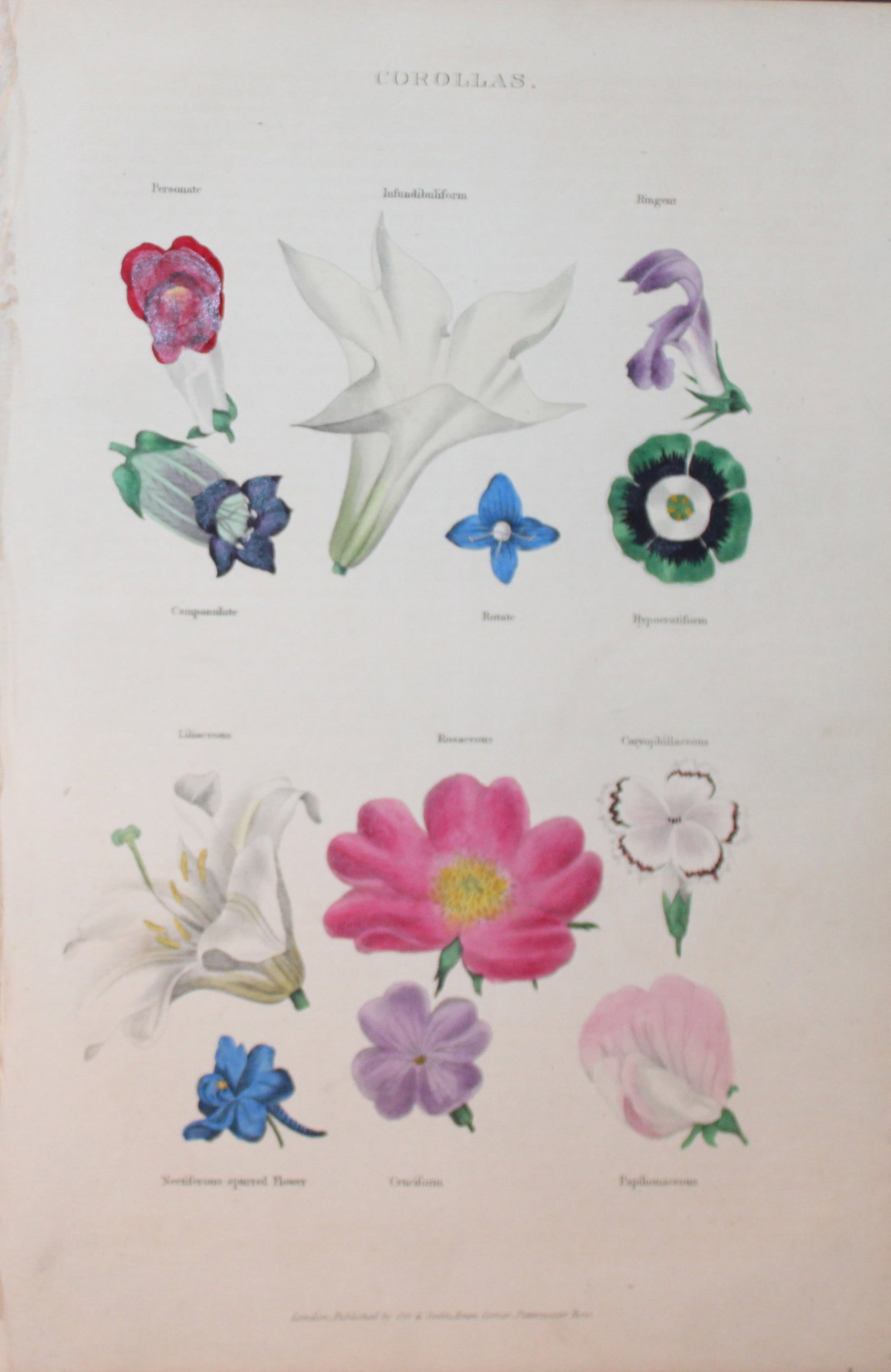 Charles Partington - Hand coloured engraving of Flower Corallas 1835: This hand-coloured steel engraving is from The British Cyclop?dia of Natural History combining a scientific classification of animals, plants and minerals; with a popular view of their habits, economy