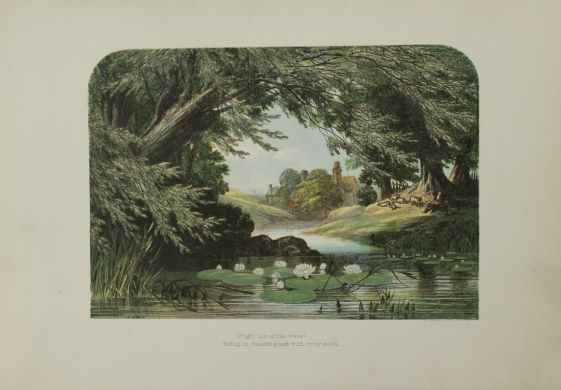 AF Lydon - To The Water Lily (Mrs. Hemans) from Gems from the Poets 1860: AF Lydon - To The Water Lily (Mrs. Hemans) from Gems from the Poets 1860