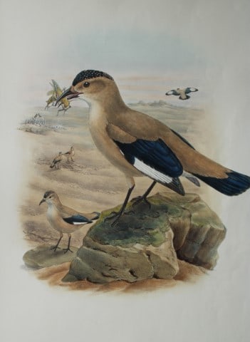 John Gould - Mongolian Ground Jay from Birds of Asia 1849-83: This original lithograph of Henderson's Podoces aka Mongolian Ground Jay (Podoces hendersoni) is from John Gould's, Birds of Asia issued in 35 parts between 1849 and 1883, the last three being issued 