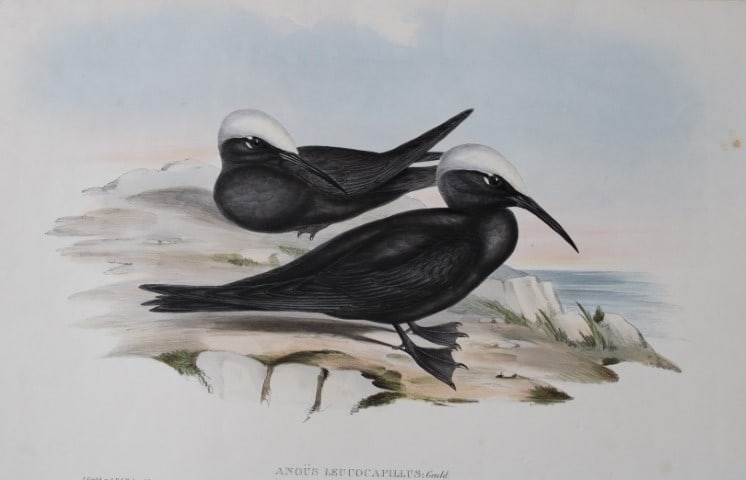 John Gould - Black Noddy from Birds of Australia 1840-48: This original lithograph of the White-capped Tern or Black Noddy (Anois leucocapillus,Gould.) is from John Gould's monumental work, The Birds of Australia, issued in 36 Parts between 1840 and 1848.Thi