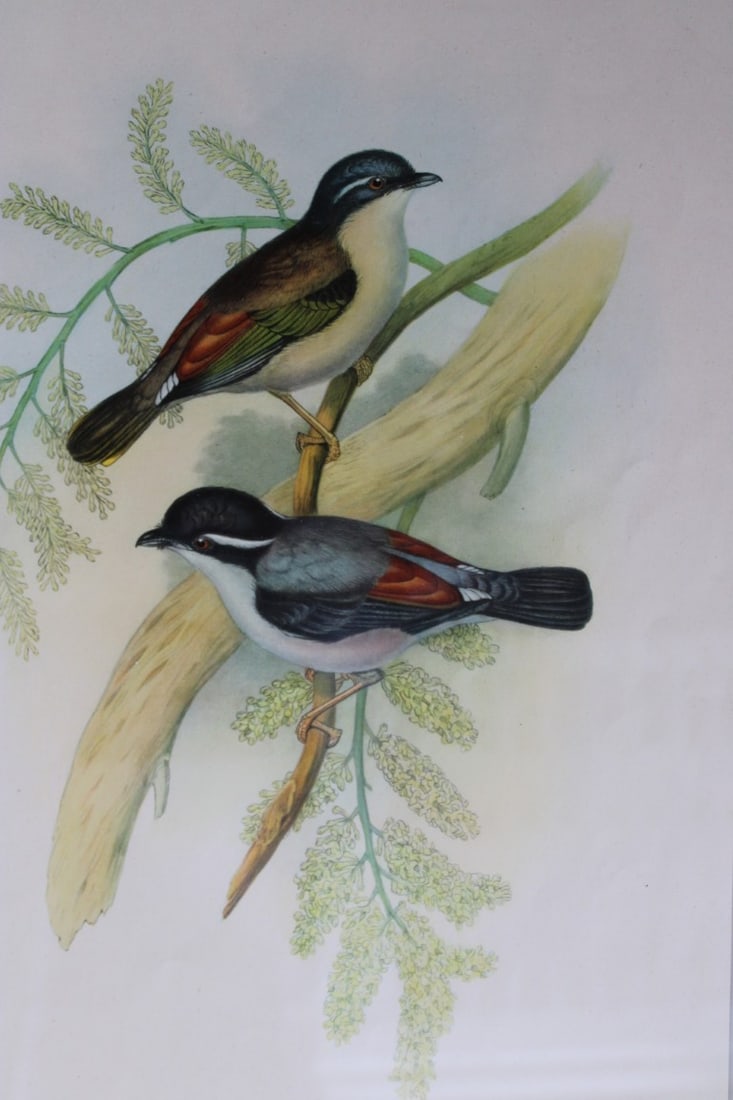 John Gould - Himalayan Shrike-babbler from Birds of Asia 1849-83: This original lithograph of Himalayan Shrike-babbler is from John Gould's, Birds of Asia issued in 35 parts between 1849 and 1883, the last three being issued after Gould's death in 1881 by Bowdler-Sh