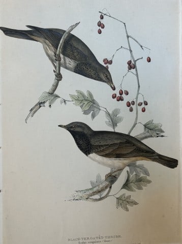 John Gould - Black-throated Thrush from Birds of Europe 1832-37: This original lithograph is from John Gould's The Birds of Europe, issued in parts between 1832-37. This plate was drawn and lithographed by John & Elizabeth Gould. Size: approx 22in x 15in (52cm x 36