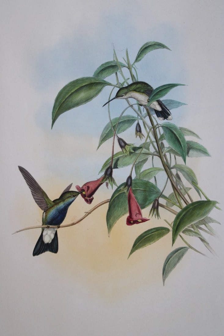 John Gould - Blue-breasted Plumeleteer Humming Bird 1849-61: This magnificent original lithographic print of Blue-breasted Plumeleteer (Hypuroptila Caeruleigaster) is Plate 50 from Volume 2 of the ever popular A Monograph of the Trochilidae, or Family of Hummin