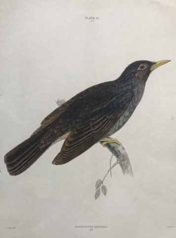 Edward Lear - Square-tailed Bulbul (Hypsipetes Ganeesa) 1836 (1 of 1)