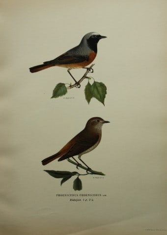 M von Wright - Folio lithograph of Black Redstart 1924: This hand-coloured lithograph is from Svenska f?glar efter naturen och p? sten ritade (Swedish birds after nature and drawn on stone) by Magnus, Wilhelm and Ferdinand von Wright. Published by Stockhol