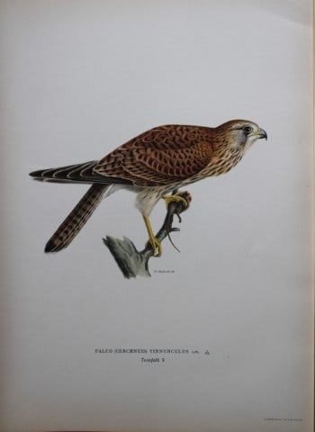 M von Wright - Folio lithograph of young Kestrel 1924: This hand-coloured lithograph is from Svenska f?glar efter naturen och p? sten ritade (Swedish birds after nature and drawn on stone) by Magnus, Wilhelm and Ferdinand von Wright. Published by Stockhol