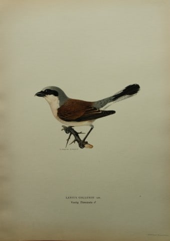 M von Wright - Folio lithograph of Red-backed Shrike 1924: This hand-coloured lithograph is from Svenska f?glar efter naturen och p? sten ritade (Swedish birds after nature and drawn on stone) by Magnus, Wilhelm and Ferdinand von Wright. Published by Stockhol