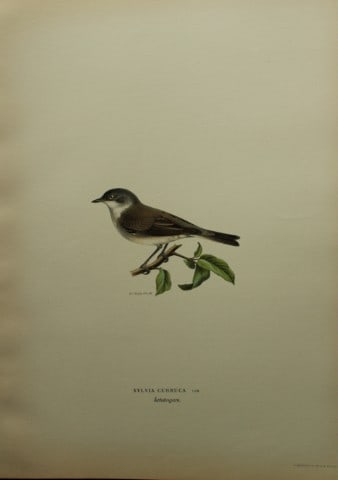 M von Wright - Folio lithograph of Lesser Whitethroat 1924: This hand-coloured lithograph is from Svenska f?glar efter naturen och p? sten ritade (Swedish birds after nature and drawn on stone) by Magnus, Wilhelm and Ferdinand von Wright. Published by Stockhol