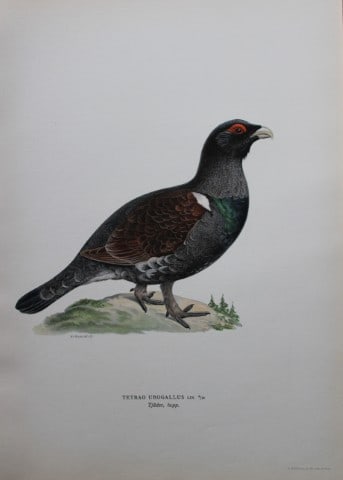 M von Wright - Folio lithograph of Capercaillie 1924: This hand-coloured lithograph is from Svenska f?glar efter naturen och p? sten ritade (Swedish birds after nature and drawn on stone) by Magnus, Wilhelm and Ferdinand von Wright. Published by Stockhol