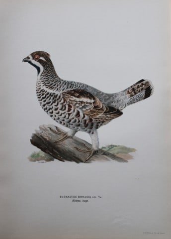 M von Wright - Folio lithograph of Hazel Grouse 1924: This hand-coloured lithograph is from Svenska f?glar efter naturen och p? sten ritade (Swedish birds after nature and drawn on stone) by Magnus, Wilhelm and Ferdinand von Wright. Published by Stockhol