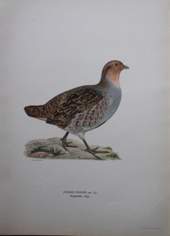 M von Wright - Folio lithograph of Common Partridge 1924: This hand-coloured lithograph is from Svenska f?glar efter naturen och p? sten ritade (Swedish birds after nature and drawn on stone) by Magnus, Wilhelm and Ferdinand von Wright. Published by Stockhol