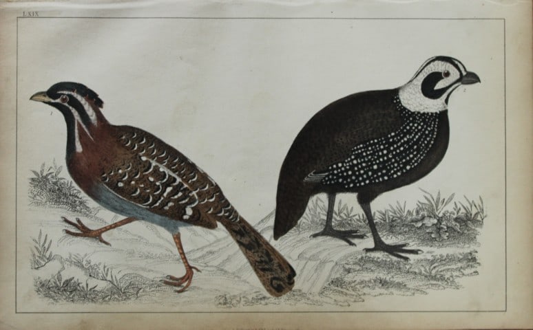Oliver Goldsmith - Engraving of Quails 1850: This hand-coloured copper-plate engraving is from A History of the Earth and Animated Nature by Oliver Goldsmith (1728-1774) published by A. Fullarton, London 1850. This work sought to draw together v