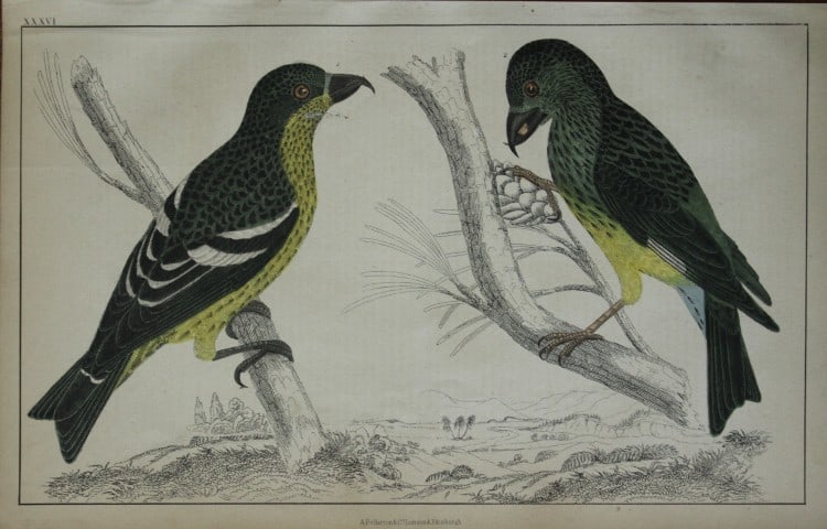 Oliver Goldsmith - Engraving of Crossbills 1850: This hand-coloured copper-plate engraving is from A History of the Earth and Animated Nature by Oliver Goldsmith (1728-1774) published by A. Fullarton, London 1850. This work sought to draw together v