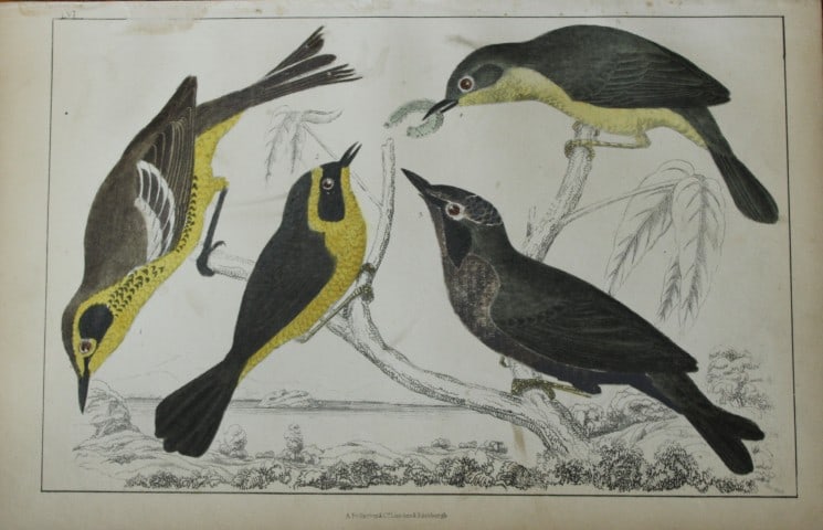 Oliver Goldsmith - Engraving of Yellow-throated Warblers 1850: This hand-coloured copper-plate engraving is from A History of the Earth and Animated Nature by Oliver Goldsmith (1728-1774) published by A. Fullarton, London 1850. This work sought to draw together v