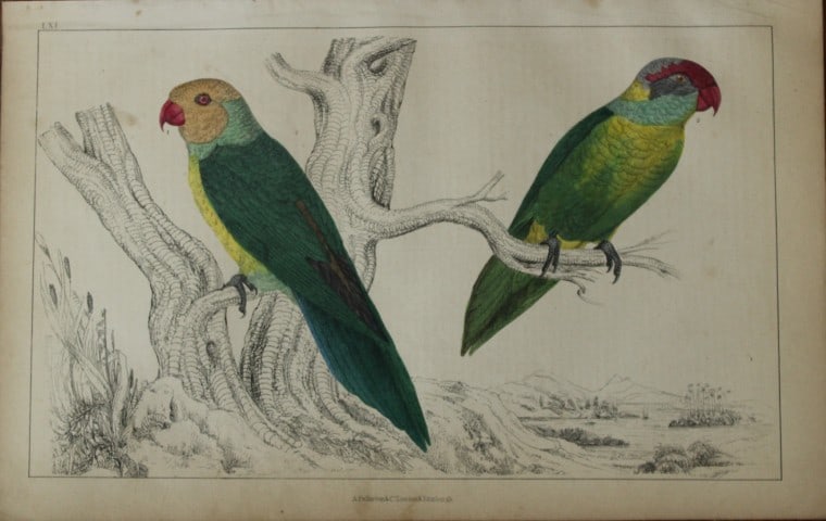 Oliver Goldsmith - Engraving of Parrakeets 1850: This hand-coloured copper-plate engraving is from A History of the Earth and Animated Nature by Oliver Goldsmith (1728-1774) published by A. Fullarton, London 1850. This work sought to draw together v