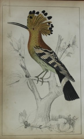 Oliver Goldsmith - Engraving of Hoopoe 1850: This hand-coloured copper-plate engraving is from A History of the Earth and Animated Nature by Oliver Goldsmith (1728-1774) published by A. Fullarton, London 1850. This work sought to draw together v