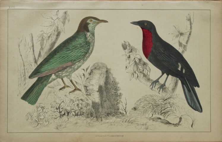 Oliver Goldsmith - Engraving of Araponga Summer Bird and Red-breasted Fruit Crow 1850: This hand-coloured copper-plate engraving is from A History of the Earth and Animated Nature by Oliver Goldsmith (1728-1774) published by A. Fullarton, London 1850. This work sought to draw together v
