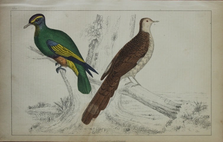 Oliver Goldsmith - Engraving of Pigeons 1850: This hand-coloured copper-plate engraving is from A History of the Earth and Animated Nature by Oliver Goldsmith (1728-1774) published by A. Fullarton, London 1850. This work sought to draw together v