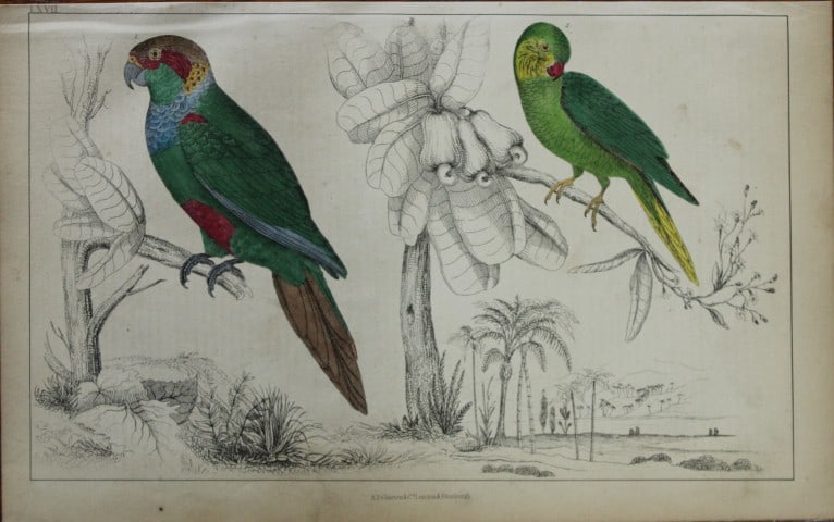 Oliver Goldsmith - Engraving of Parrakeets 1850: This hand-coloured copper-plate engraving is from A History of the Earth and Animated Nature by Oliver Goldsmith (1728-1774) published by A. Fullarton, London 1850. This work sought to draw together v