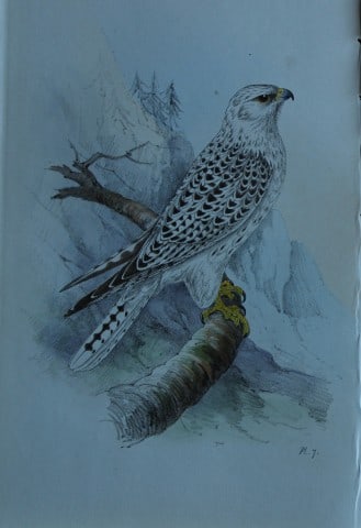 HL Meyer - Chromolithograph of Jer Falcon 1857: This engraving is by Henry Leonard Meyer from Illustrations of British Birds and Their Eggs, published by Willis and Sotheran, London 1857. Meyer specialised in ornithological subjects and was assiste