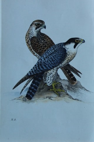 HL Meyer - Chromolithograph of Peregrine Falcon 1857: This engraving is by Henry Leonard Meyer from Illustrations of British Birds and Their Eggs, published by Willis and Sotheran, London 1857. Meyer specialised in ornithological subjects and was assiste