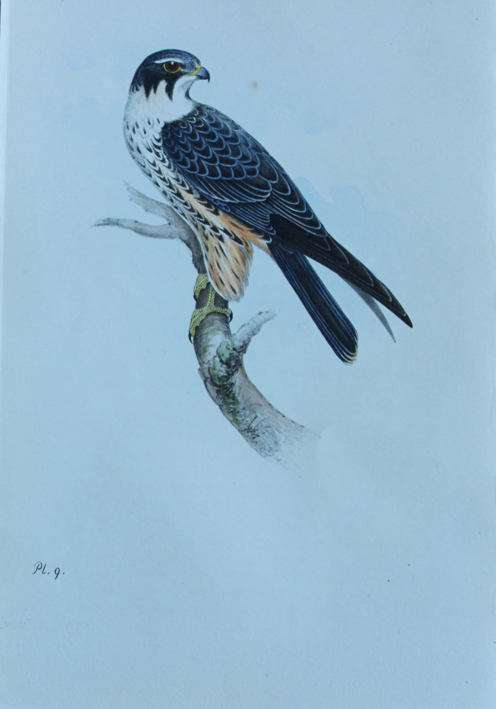 HL Meyer - Chromolithograph of Hobby 1857: This engraving is by Henry Leonard Meyer from Illustrations of British Birds and Their Eggs, published by Willis and Sotheran, London 1857. Meyer specialised in ornithological subjects and was assiste