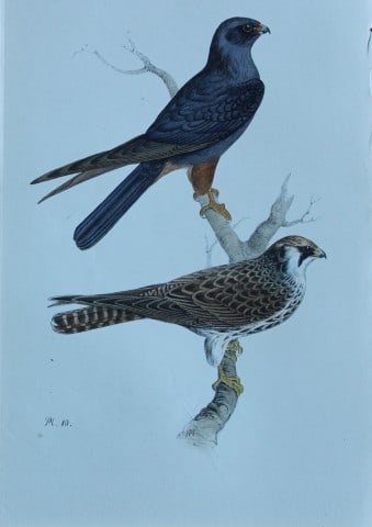 HL Meyer - Chromolithograph of Orange-legged Hobby 1857: This engraving is by Henry Leonard Meyer from Illustrations of British Birds and Their Eggs, published by Willis and Sotheran, London 1857. Meyer specialised in ornithological subjects and was assiste