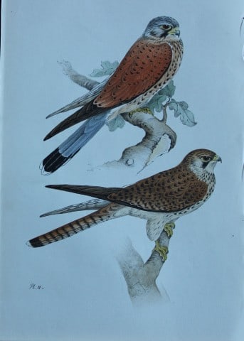 HL Meyer - Chromolithograph of Kestrel 1857: This engraving is by Henry Leonard Meyer from Illustrations of British Birds and Their Eggs, published by Willis and Sotheran, London 1857. Meyer specialised in ornithological subjects and was assiste