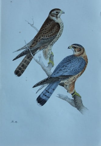 HL Meyer - Chromolithograph of Merlin 1857: This engraving is by Henry Leonard Meyer from Illustrations of British Birds and Their Eggs, published by Willis and Sotheran, London 1857. Meyer specialised in ornithological subjects and was assiste