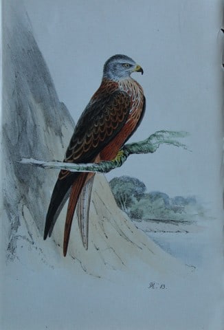 HL Meyer - Chromolithograph of Kite 1857: This engraving is by Henry Leonard Meyer from Illustrations of British Birds and Their Eggs, published by Willis and Sotheran, London 1857. Meyer specialised in ornithological subjects and was assiste