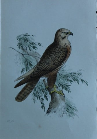HL Meyer - Chromolithograph of Buzzard 1857: This engraving is by Henry Leonard Meyer from Illustrations of British Birds and Their Eggs, published by Willis and Sotheran, London 1857. Meyer specialised in ornithological subjects and was assiste