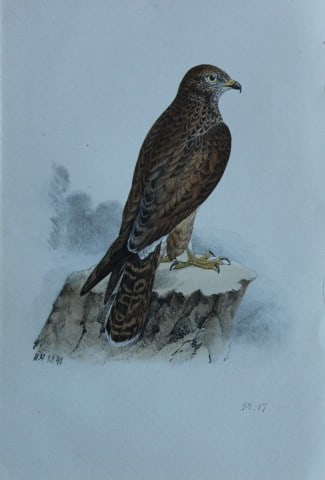HL Meyer - Chromolithograph of Rough-legged Buzzard 1857: This engraving is by Henry Leonard Meyer from Illustrations of British Birds and Their Eggs, published by Willis and Sotheran, London 1857. Meyer specialised in ornithological subjects and was assiste