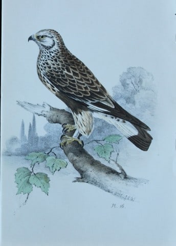 HL Meyer - Chromolithograph of Honey Buzzard 1857: This engraving is by Henry Leonard Meyer from Illustrations of British Birds and Their Eggs, published by Willis and Sotheran, London 1857. Meyer specialised in ornithological subjects and was assiste